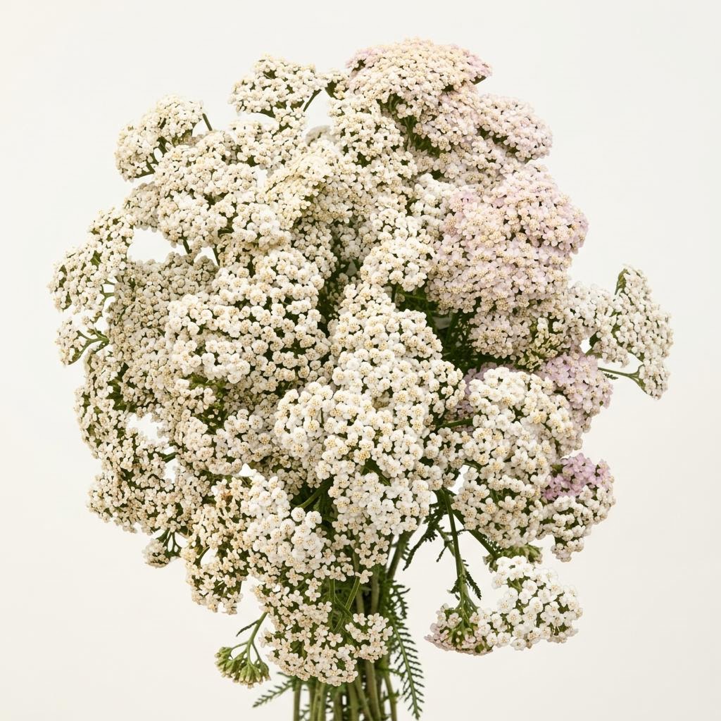 Achillea