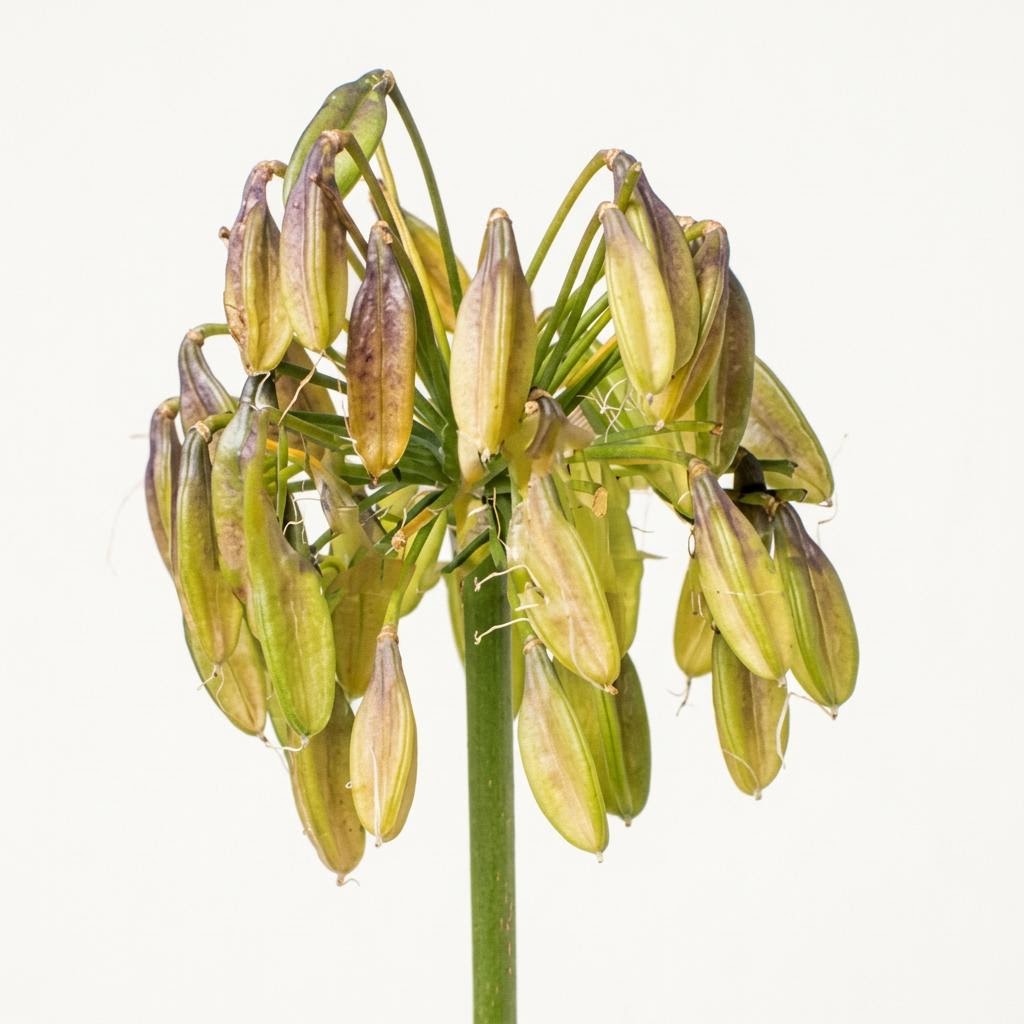 Seed Pod