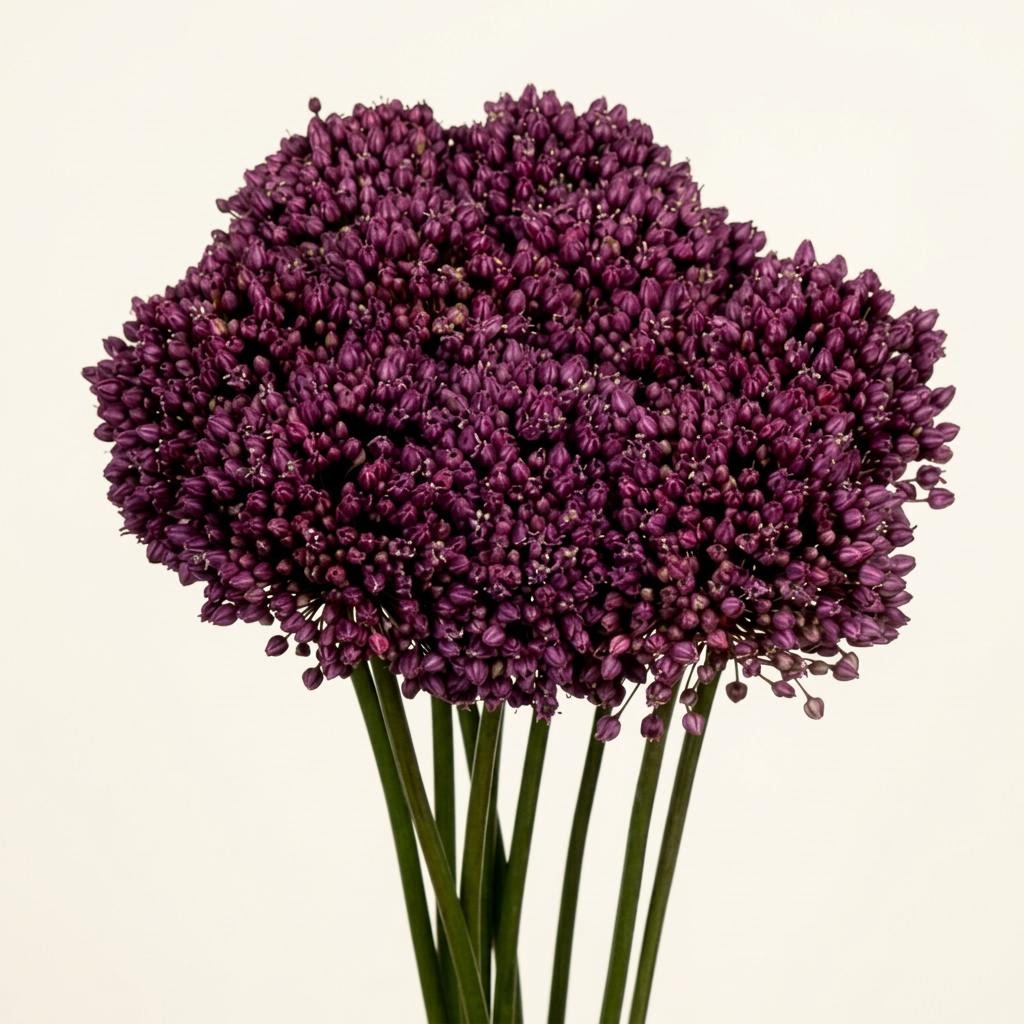 Purple Mystery