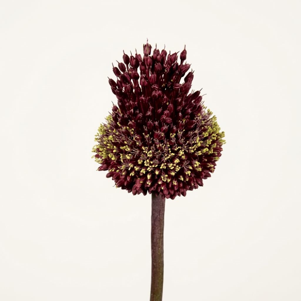 Red Mohican