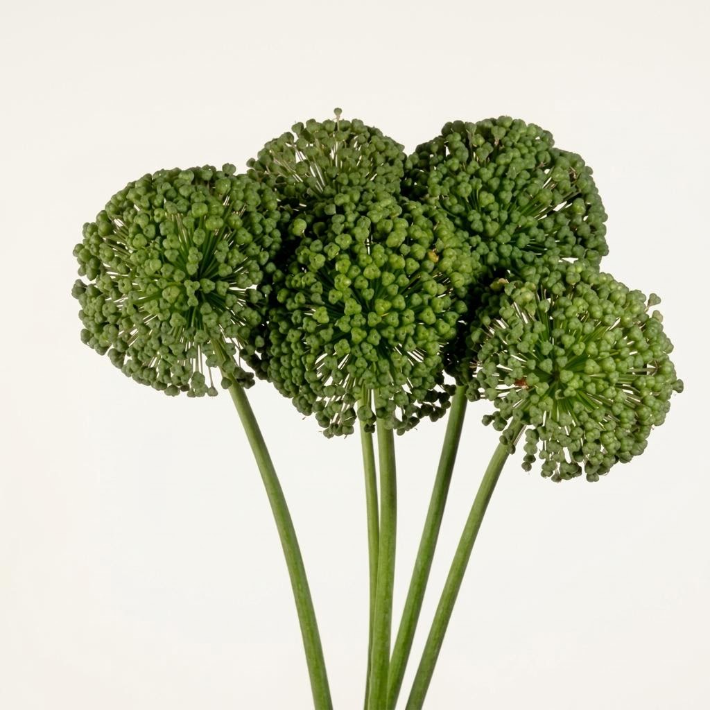 Seeds