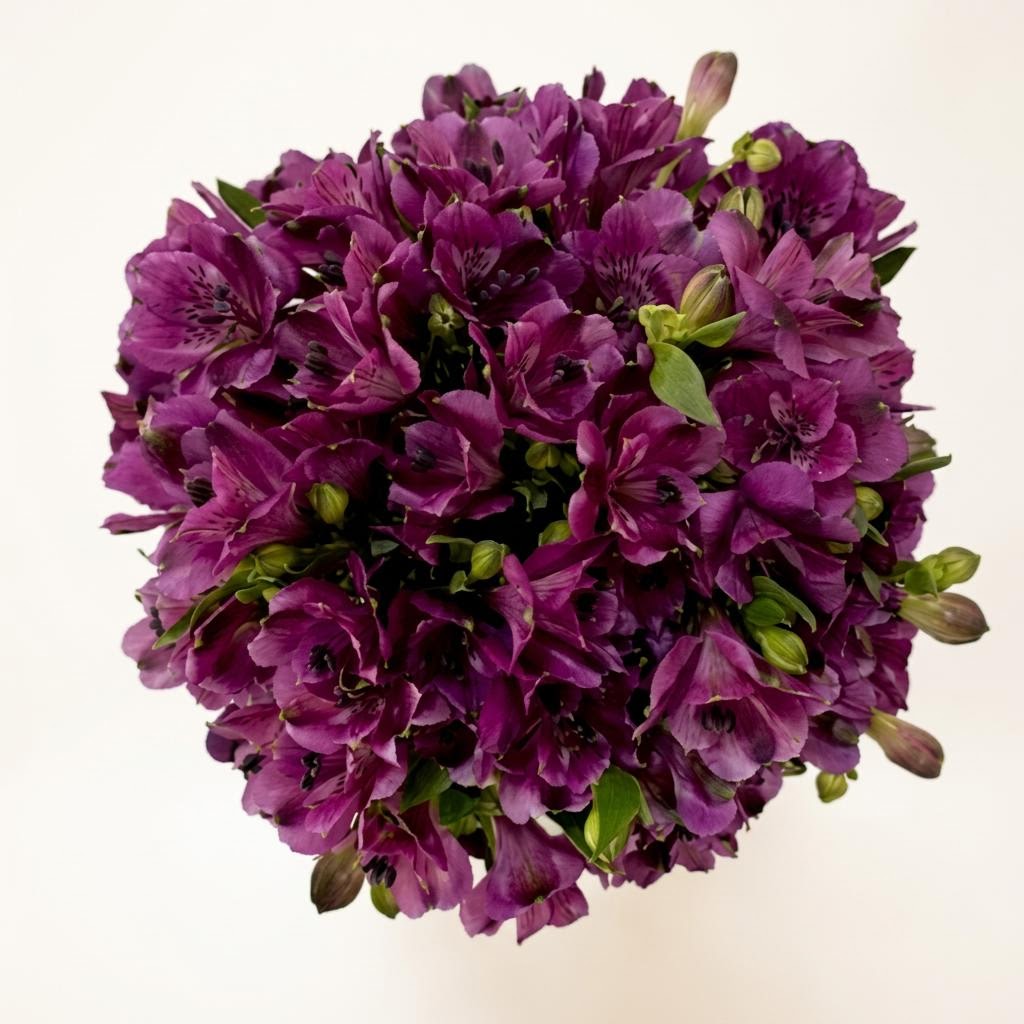 Hot Purple
