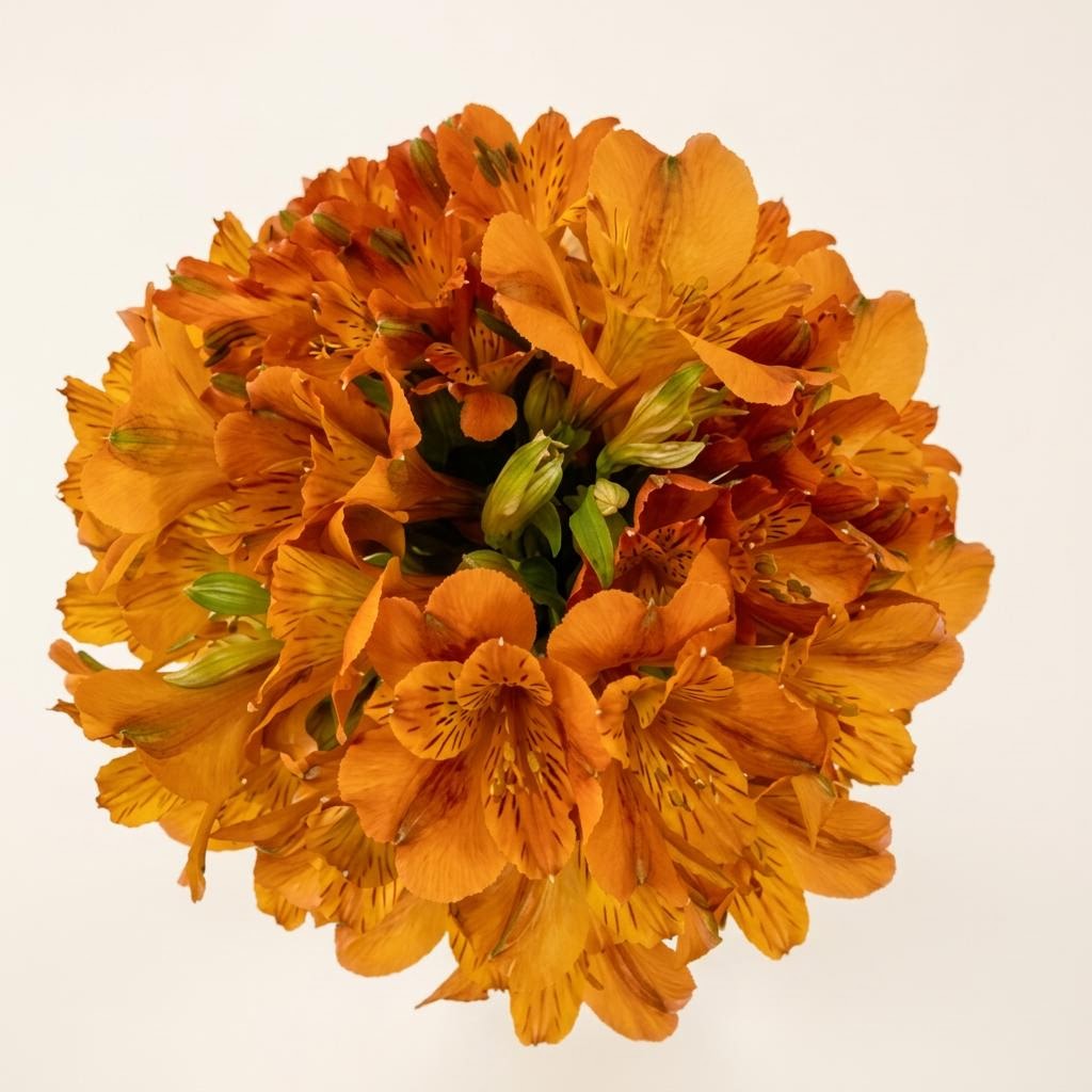 Light Orange