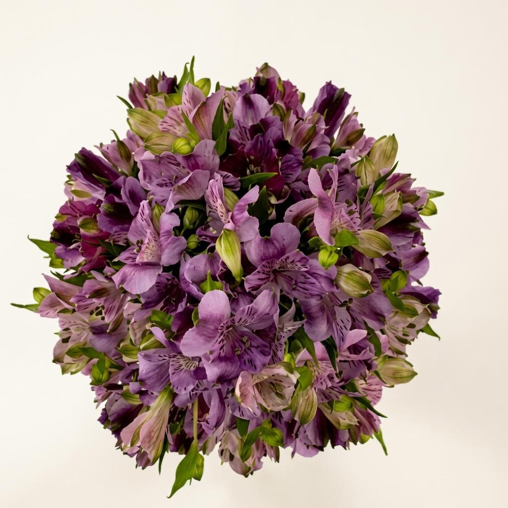 Light Purple