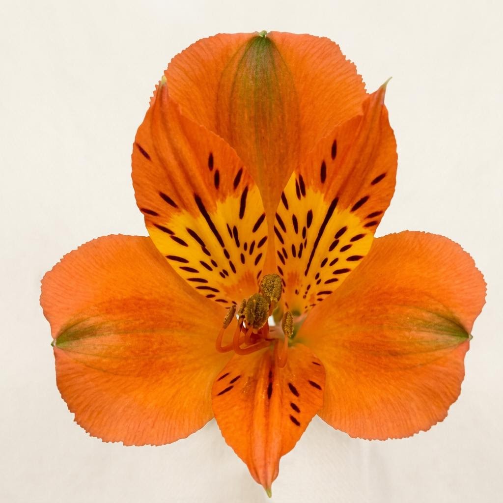 Savanna