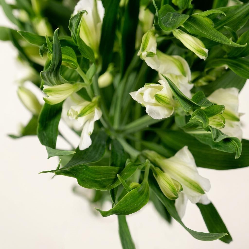 Spray Charmelia Blanca