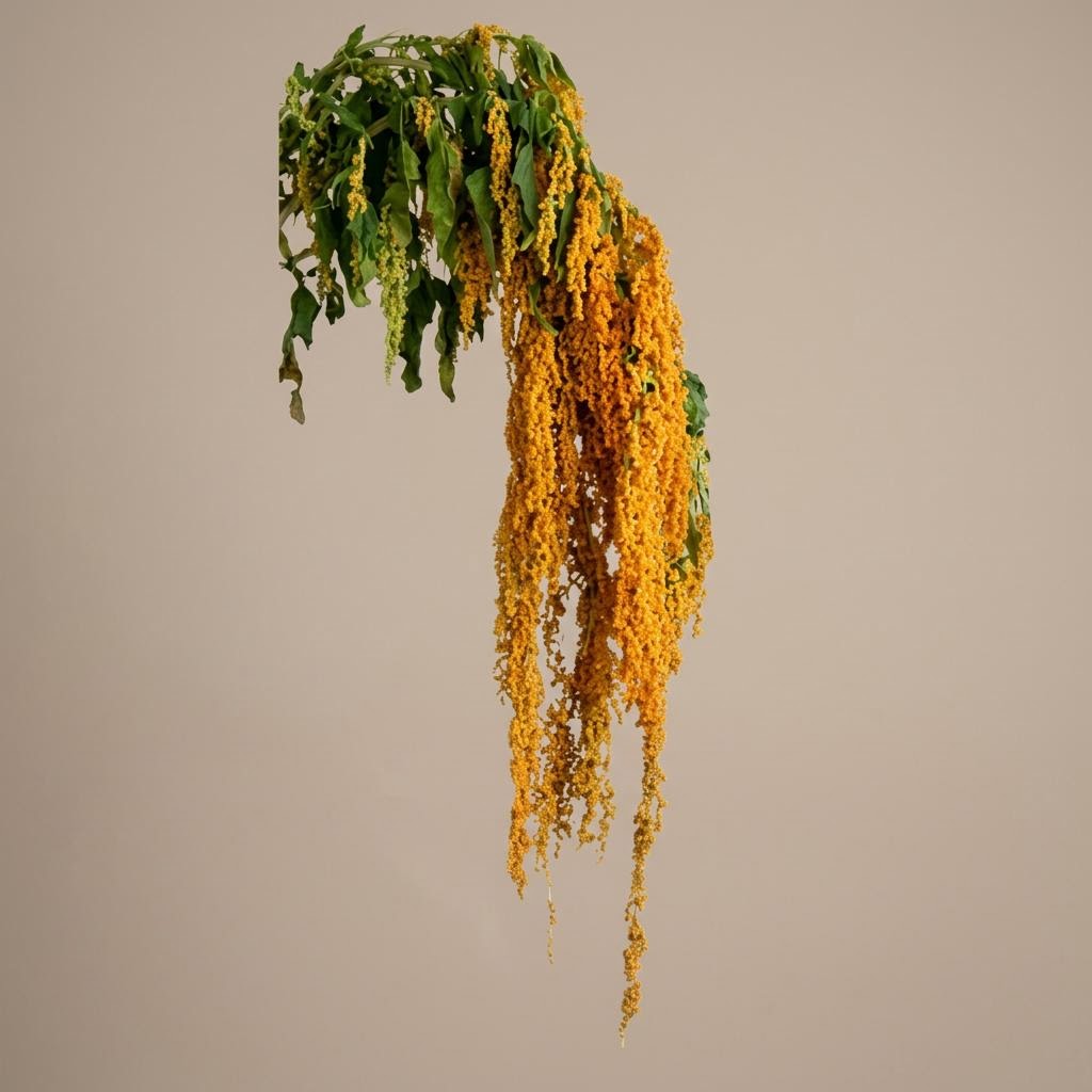 Djulis Orange