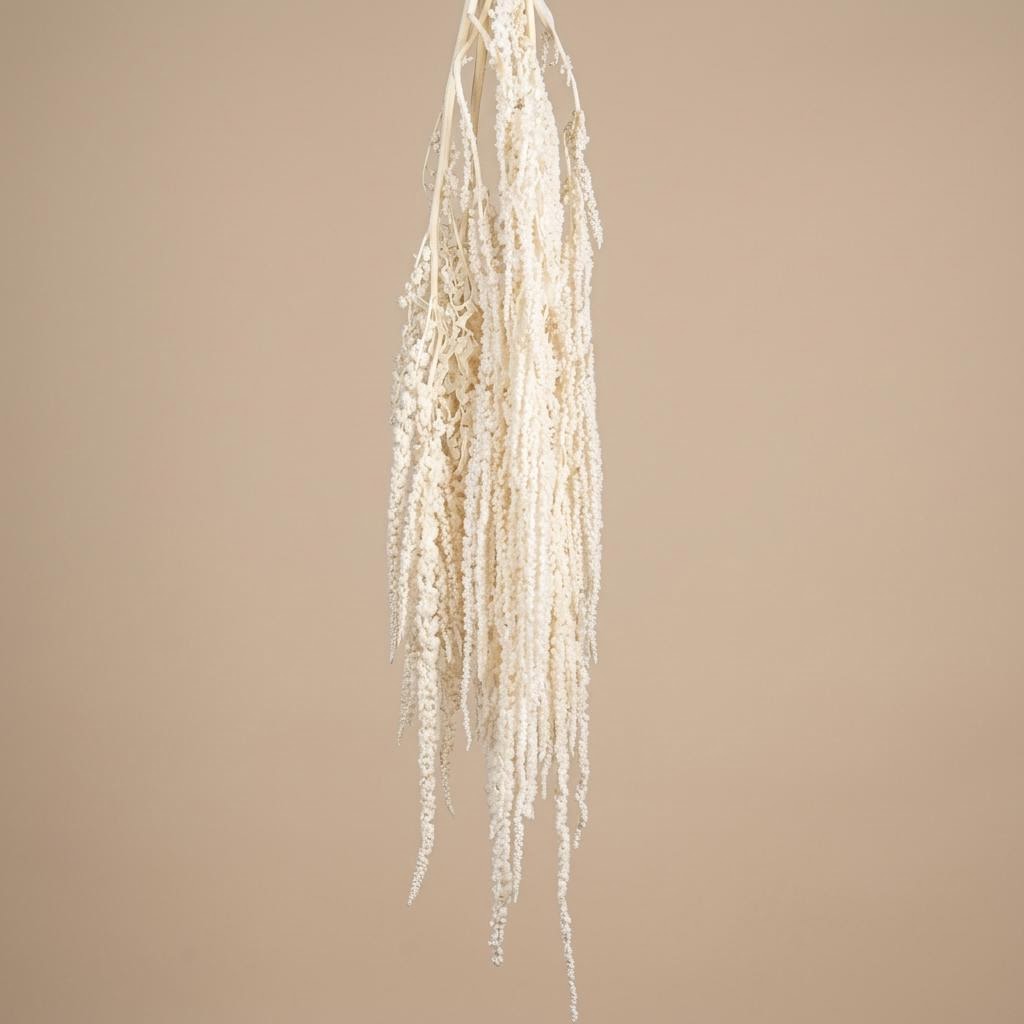 Preserved White