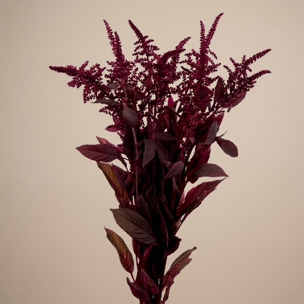 Velvet