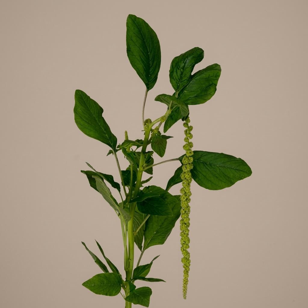 Viridis