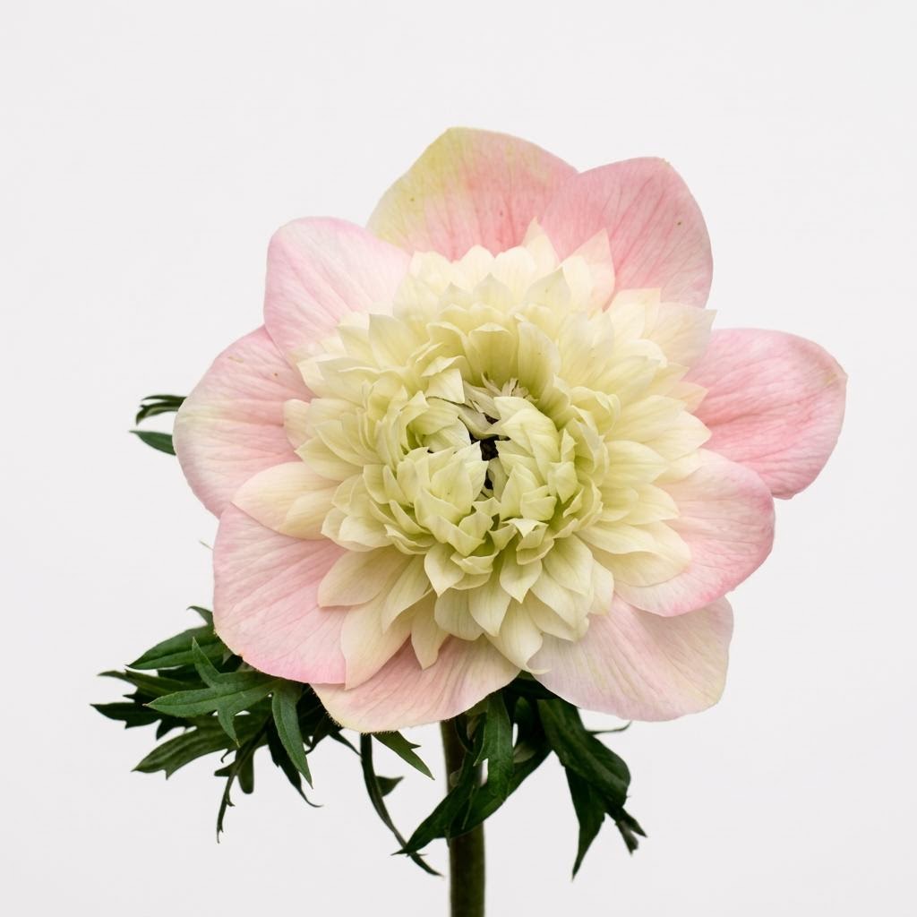 Levante Rosa Chiaro