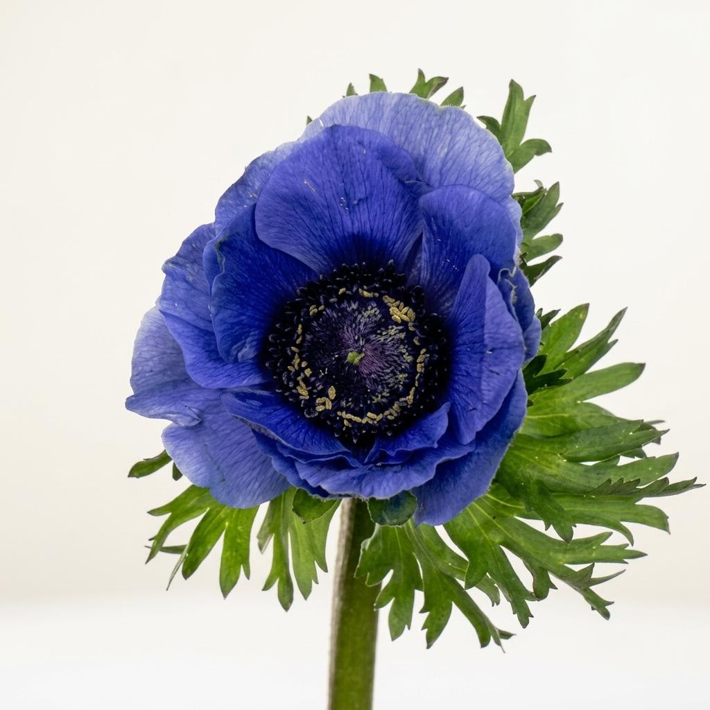Mistral Blue