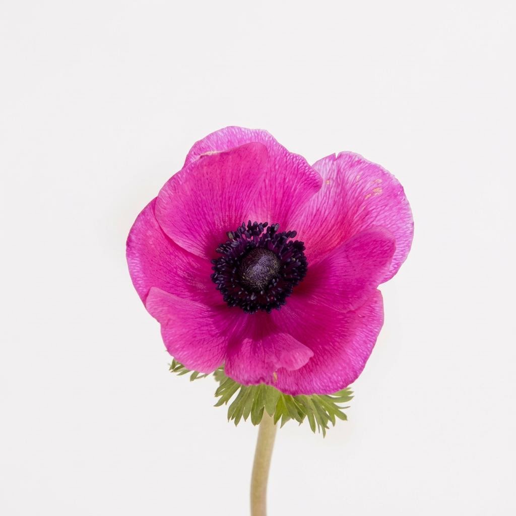 Mistral Plus Fuchsia
