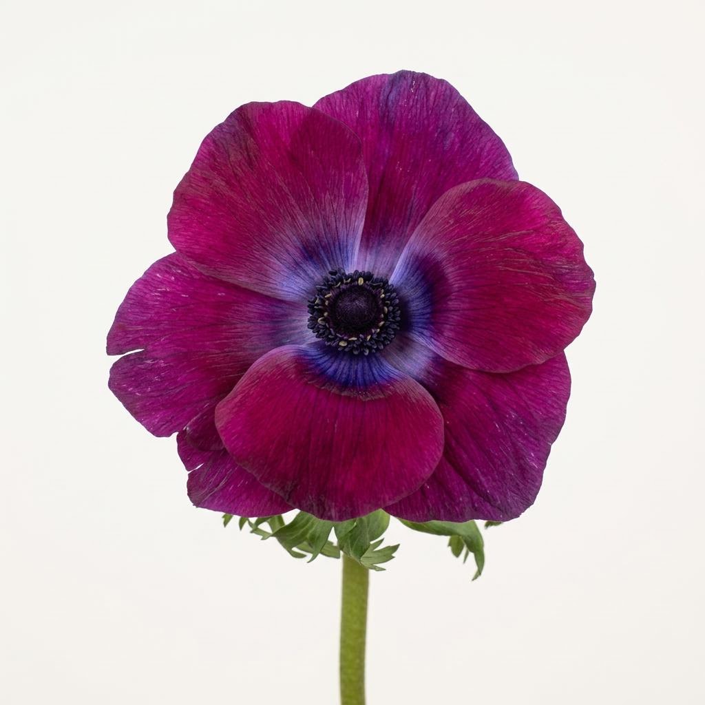 Mistral Plus Grape