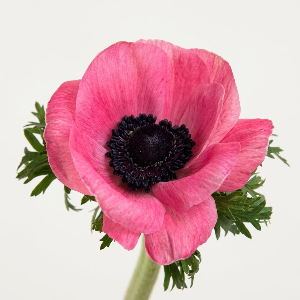 Mistral Plus Pink