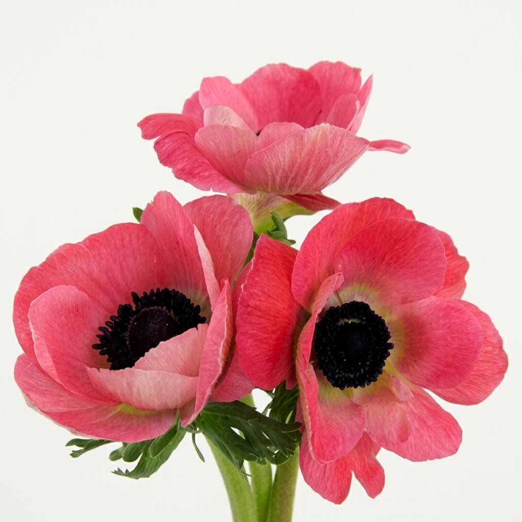 Mistral Shocking Pink
