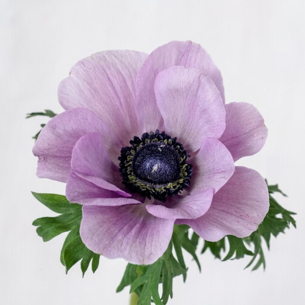 Mistral Soft Purple