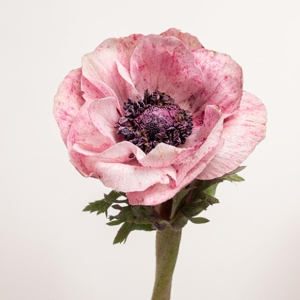 Powder Pink