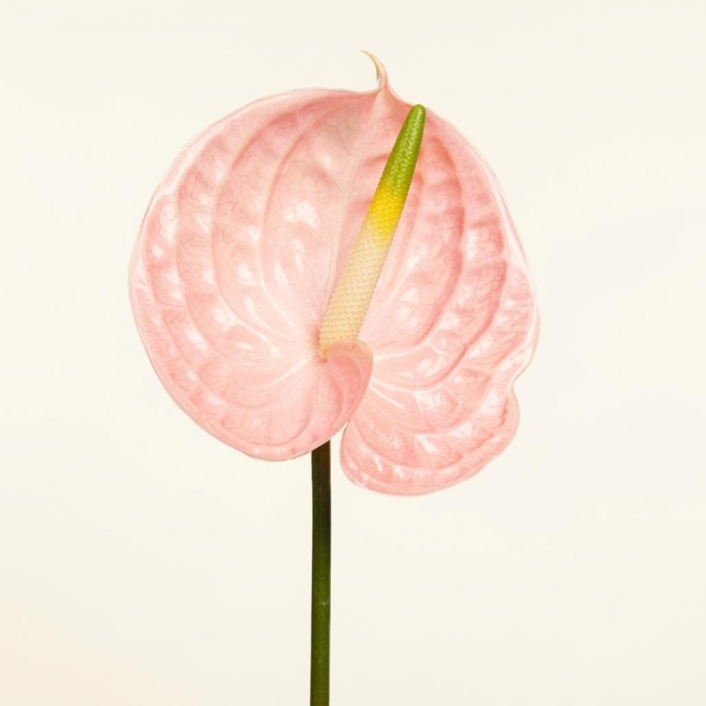 Evita Pink