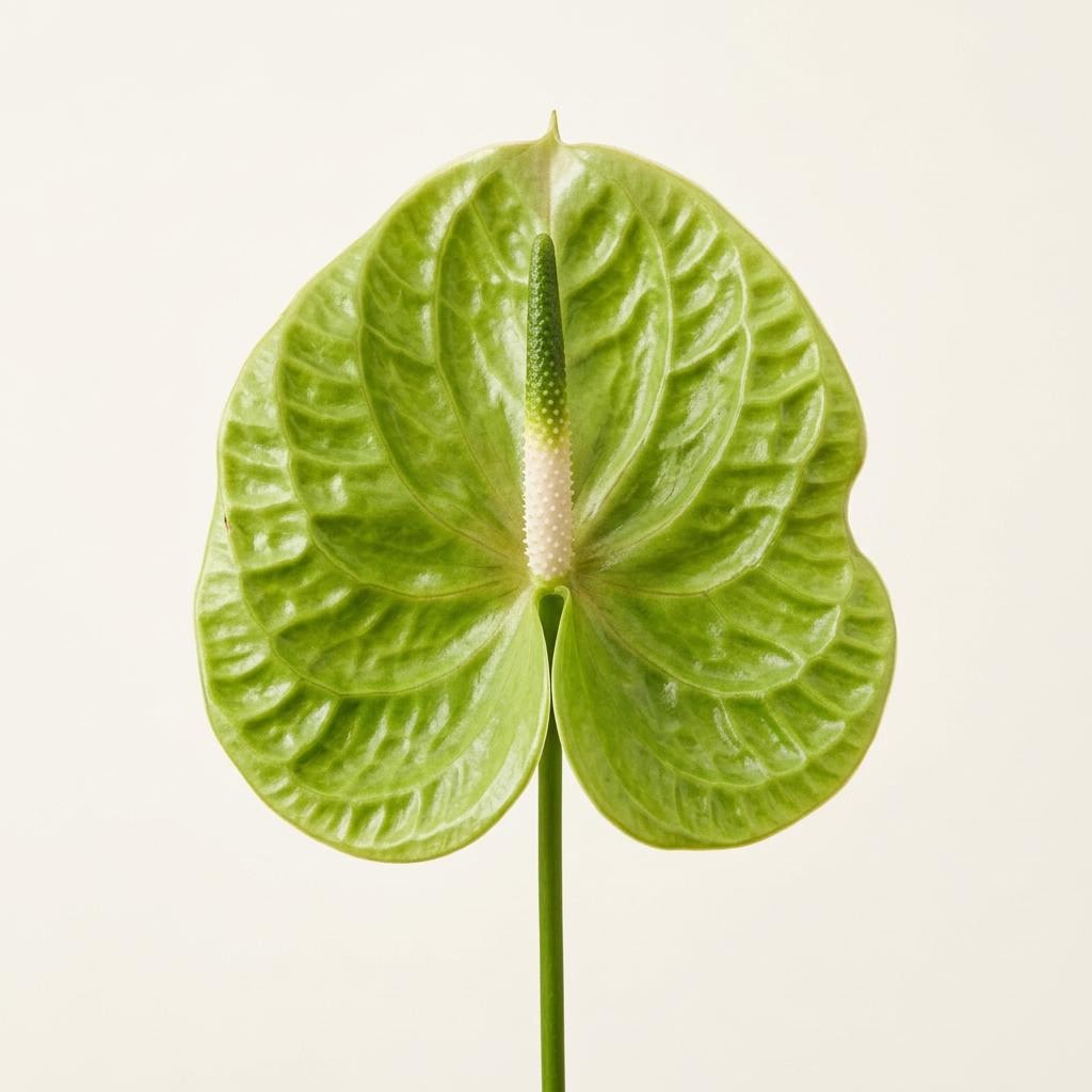 Midori