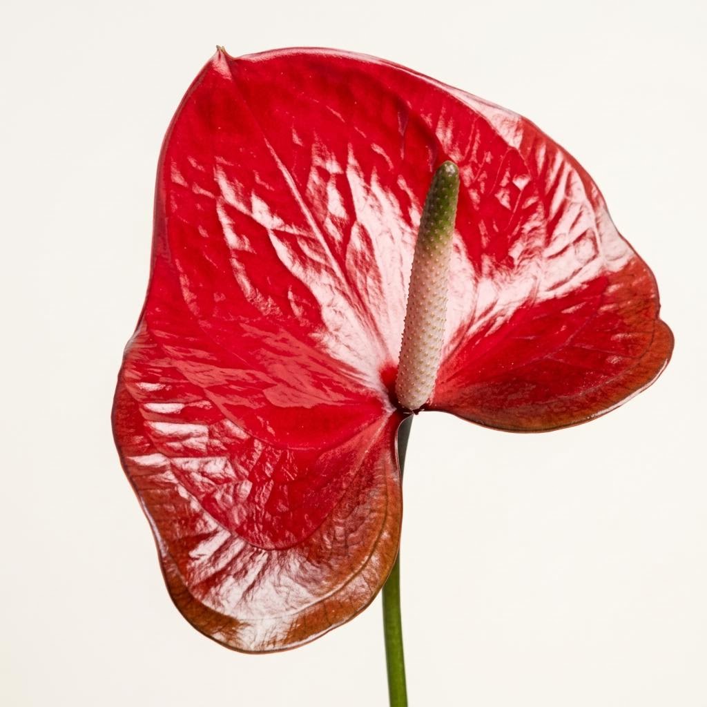 Red Amor