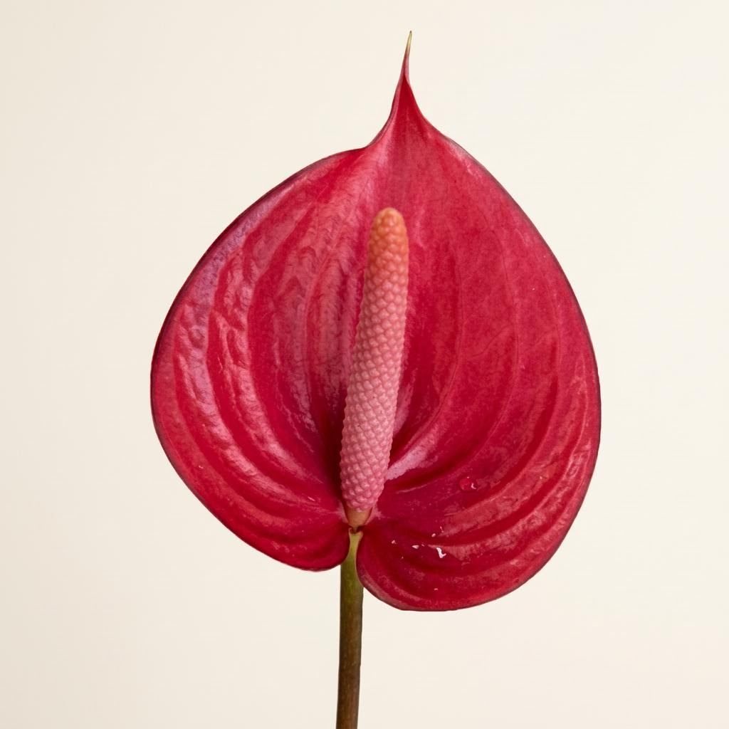 Red Bell