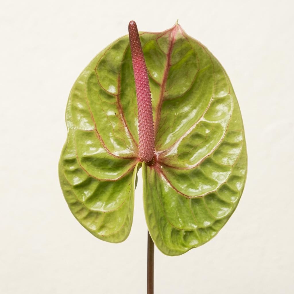 Verino